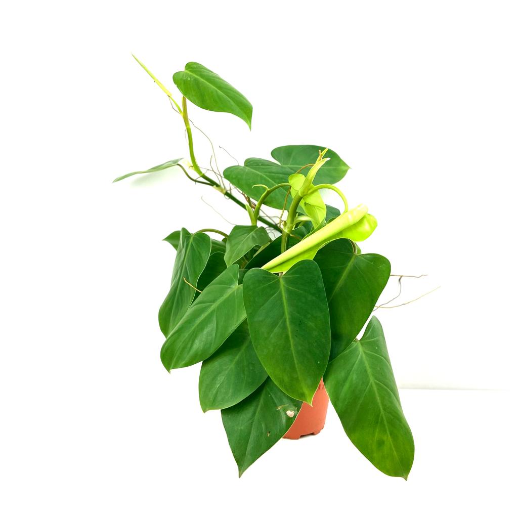 Philodendron sp ( Burle Marx)