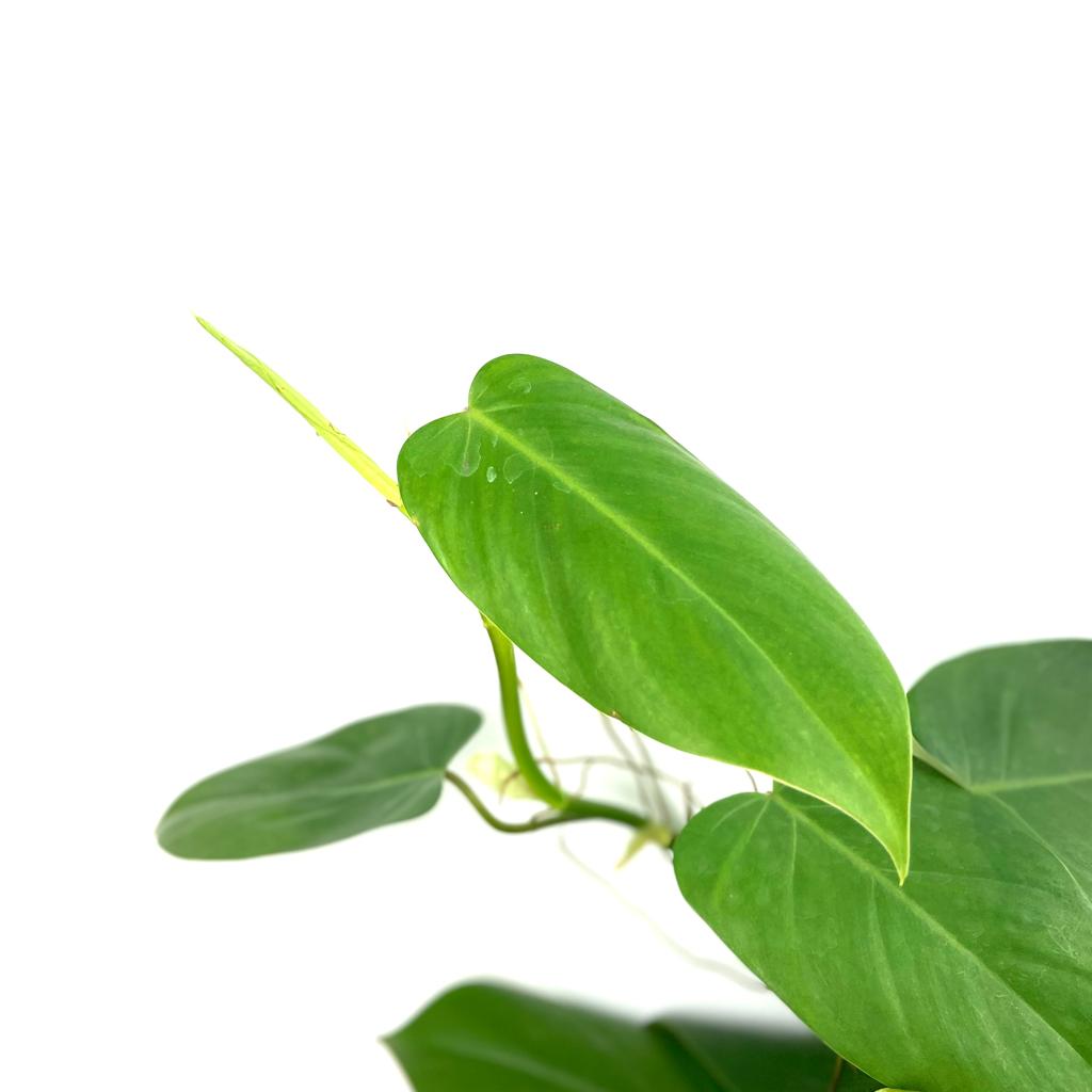 Philodendron sp ( Burle Marx)
