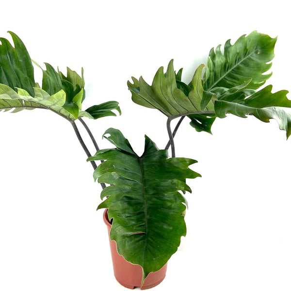 Philodendron pluto $50