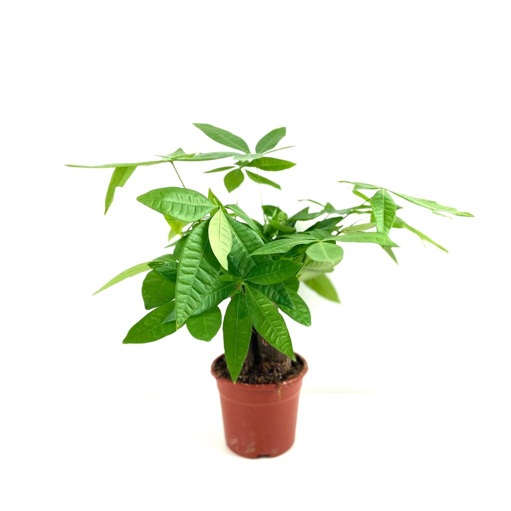 single trunk money tree Pachira aquatica (Money Tree) (Single Trunk) – Lifestyle@SingSeeSoon By Kava Experiences