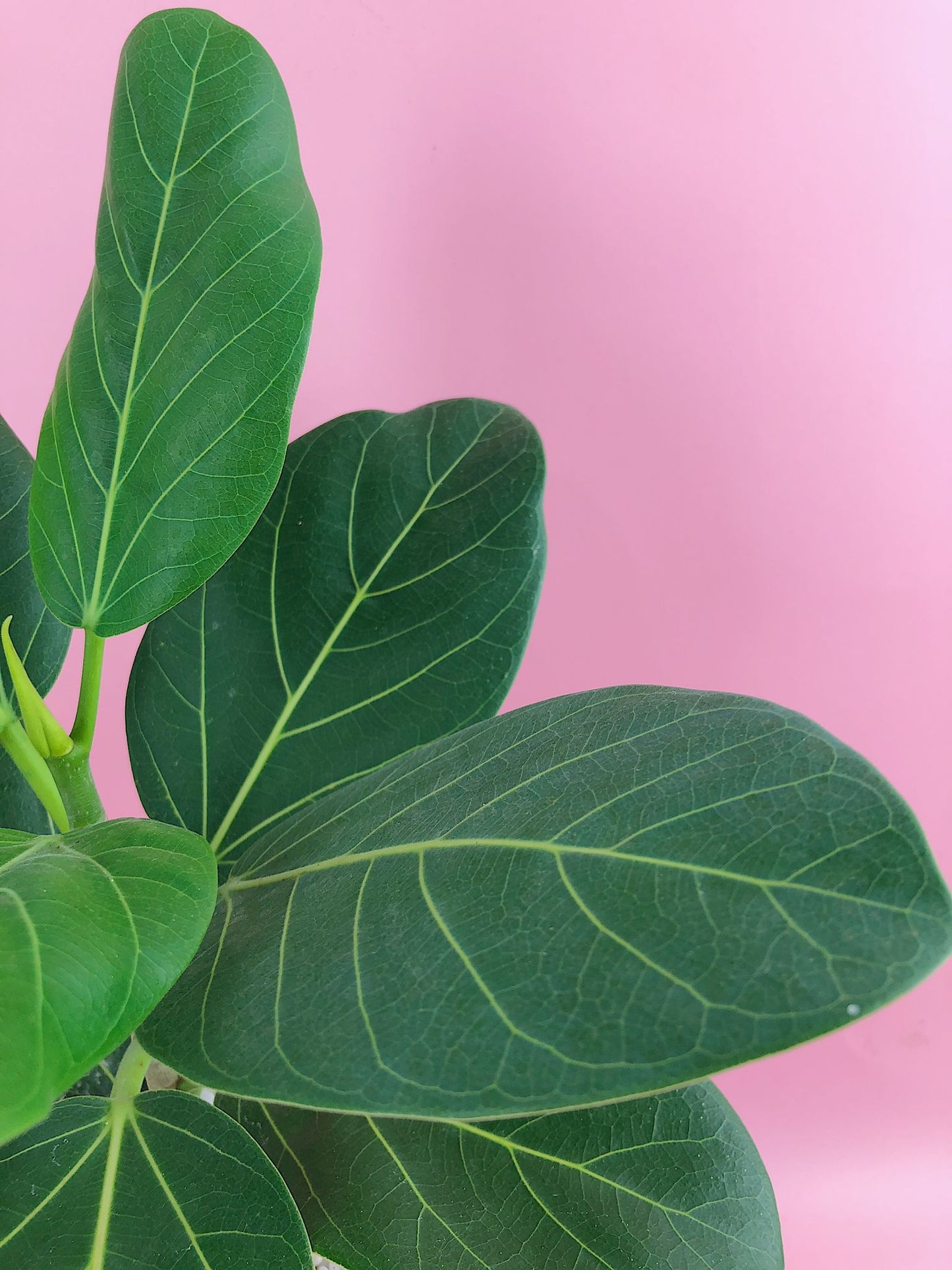 Ficus benghalensis 'Audrey' in Burnt Orange Terracotta Pot $50