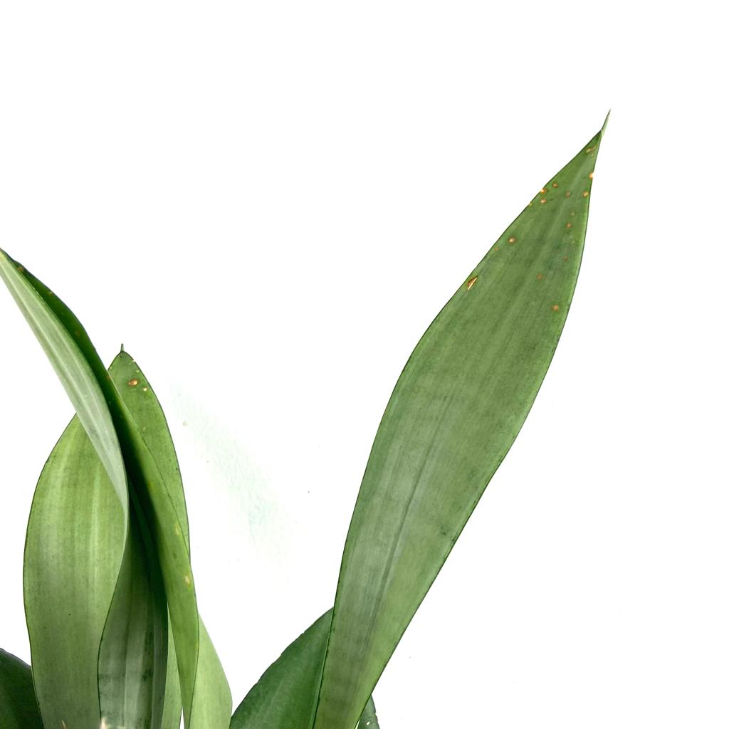 Sansevieria 'Moonshine' $15