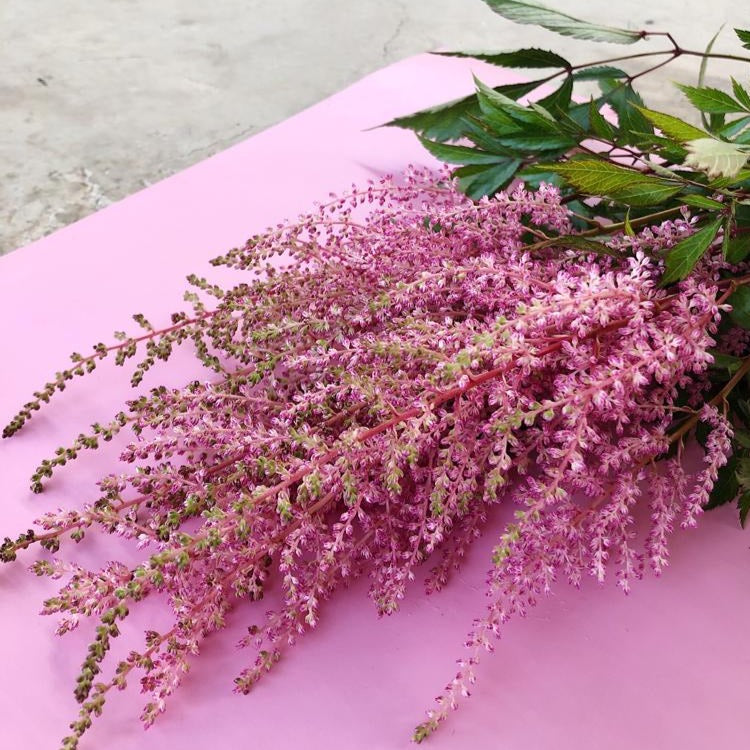 Dark Pink Astilbe $18