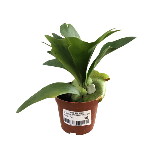 Staghorn Fern
