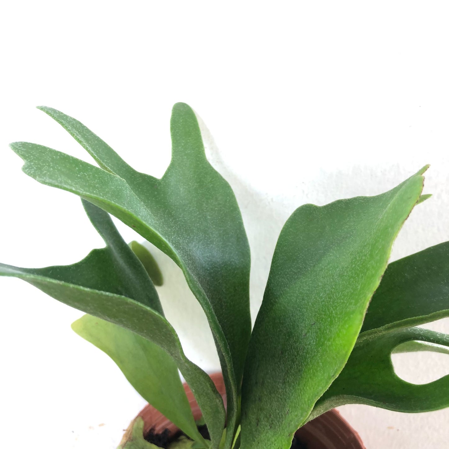 Staghorn Fern