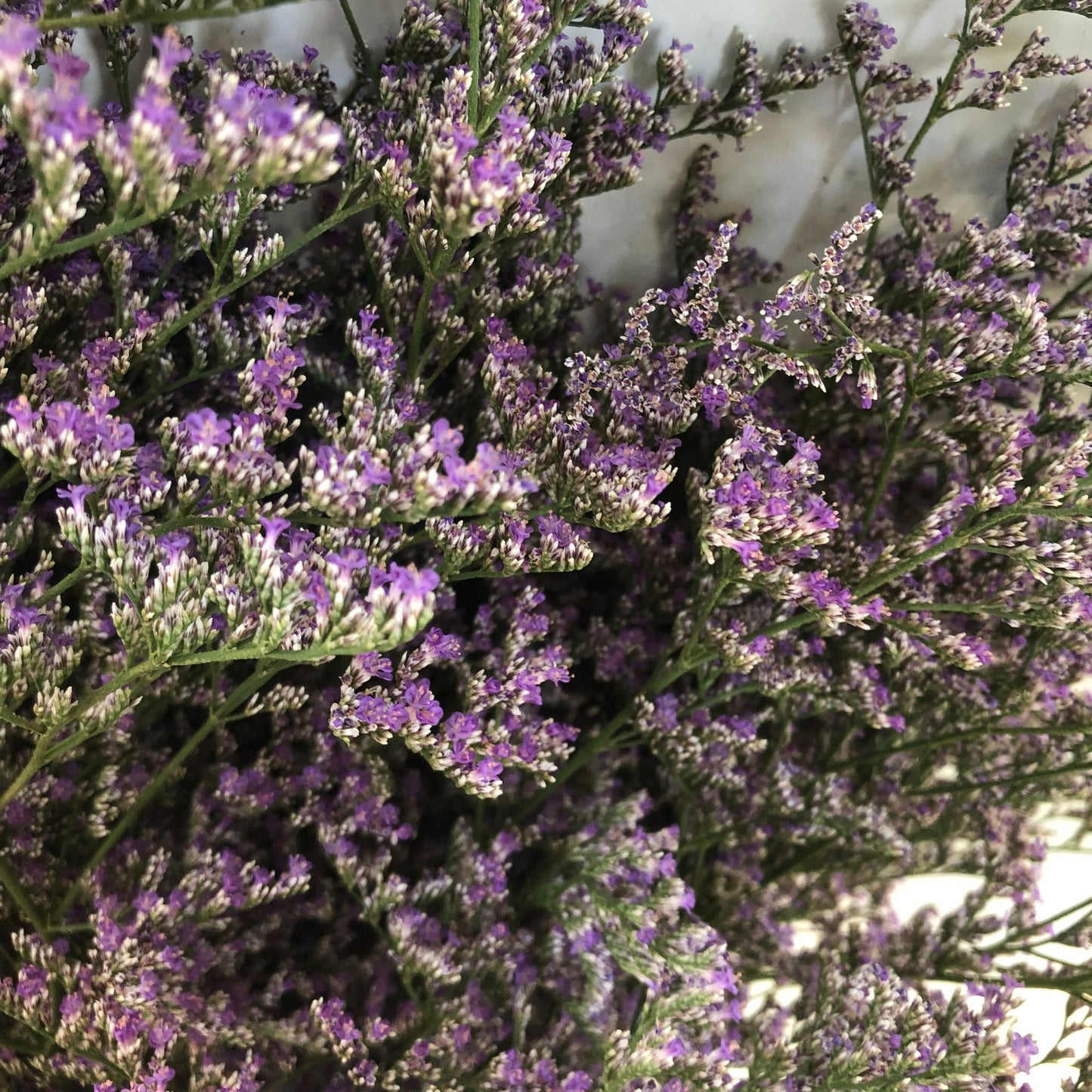 Caspia (white//Purple) $23