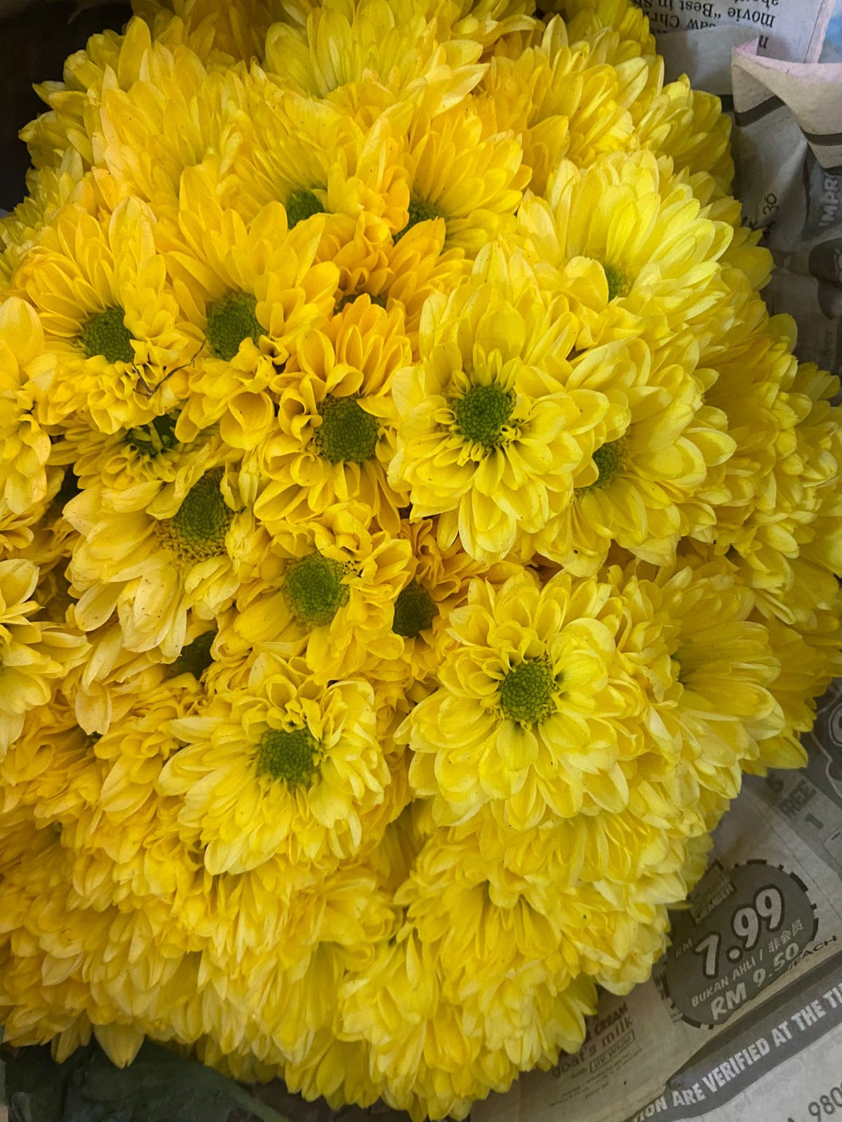 Pompoms $12