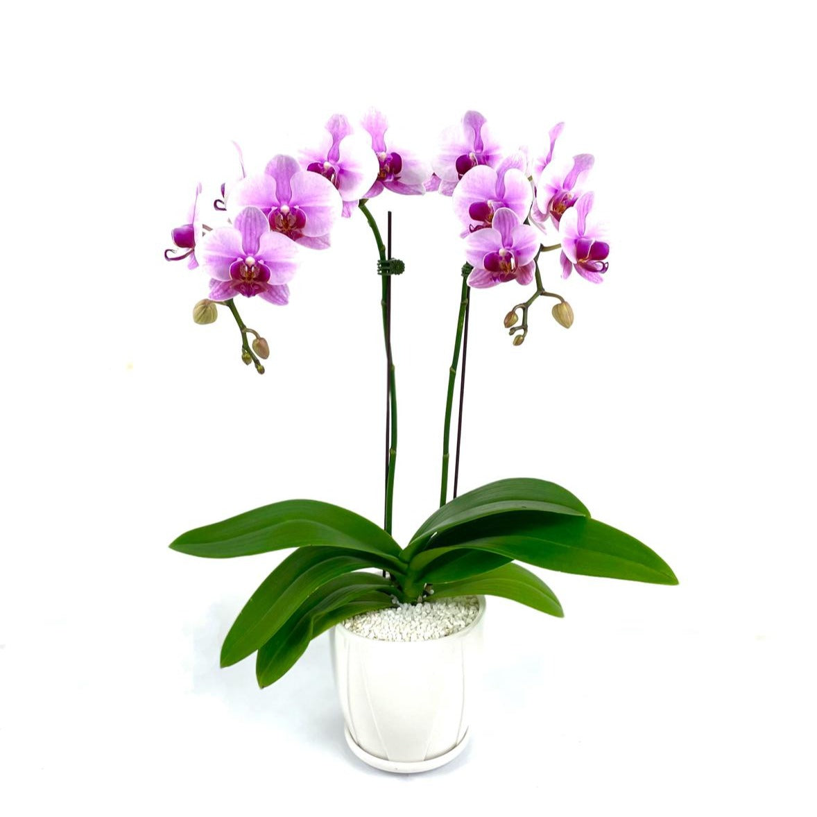 Purple Charm