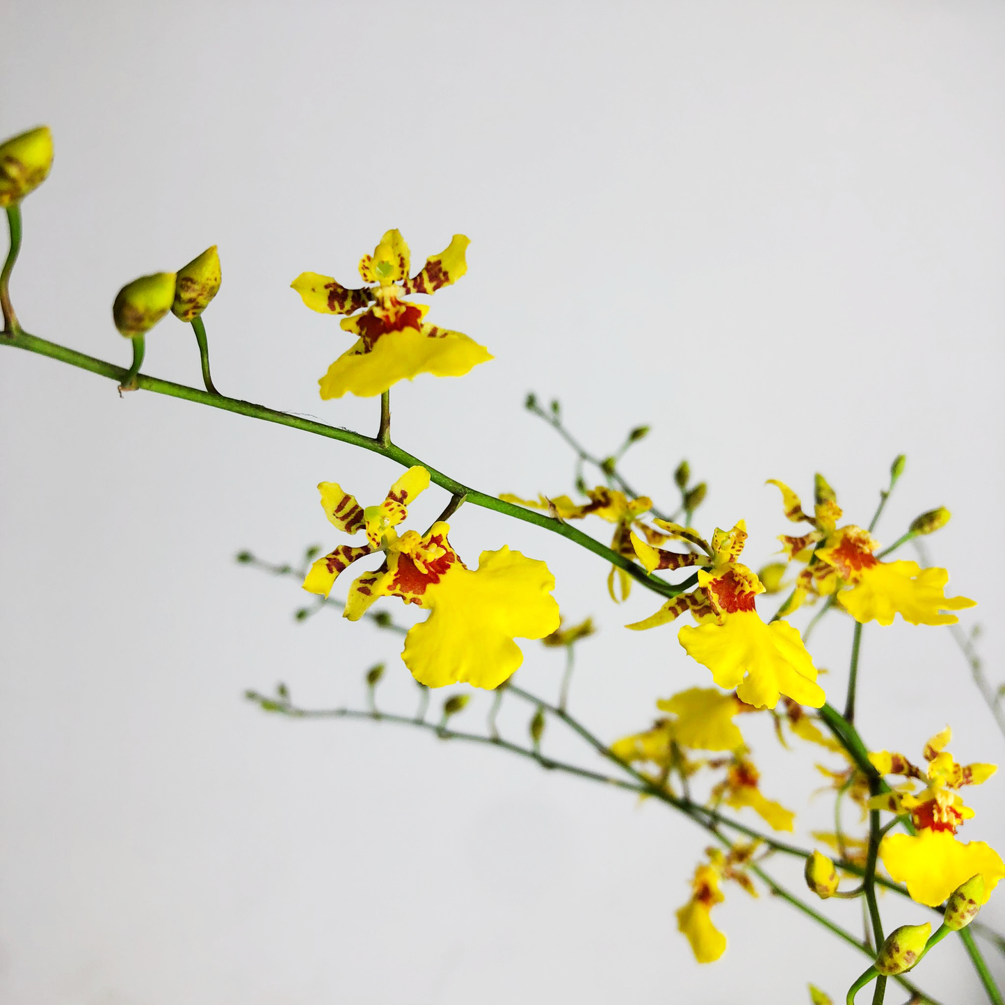CNY Oncidium (Dancing Lady Orchid)