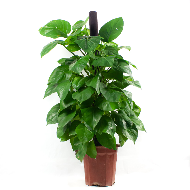 Epipremnum aureum (3-4ft. Black Stick) (Money Plant)