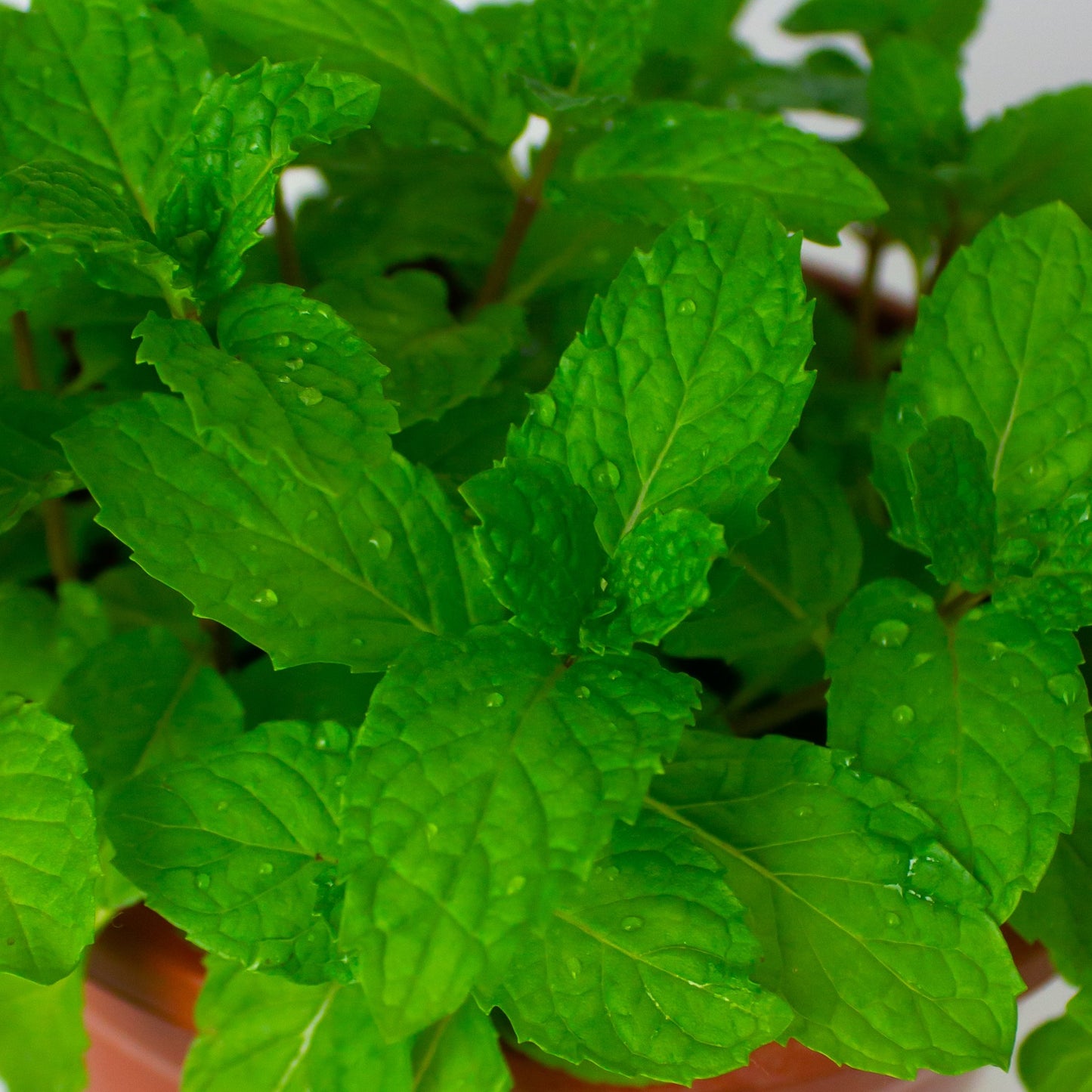 Mint/Peppermint $8