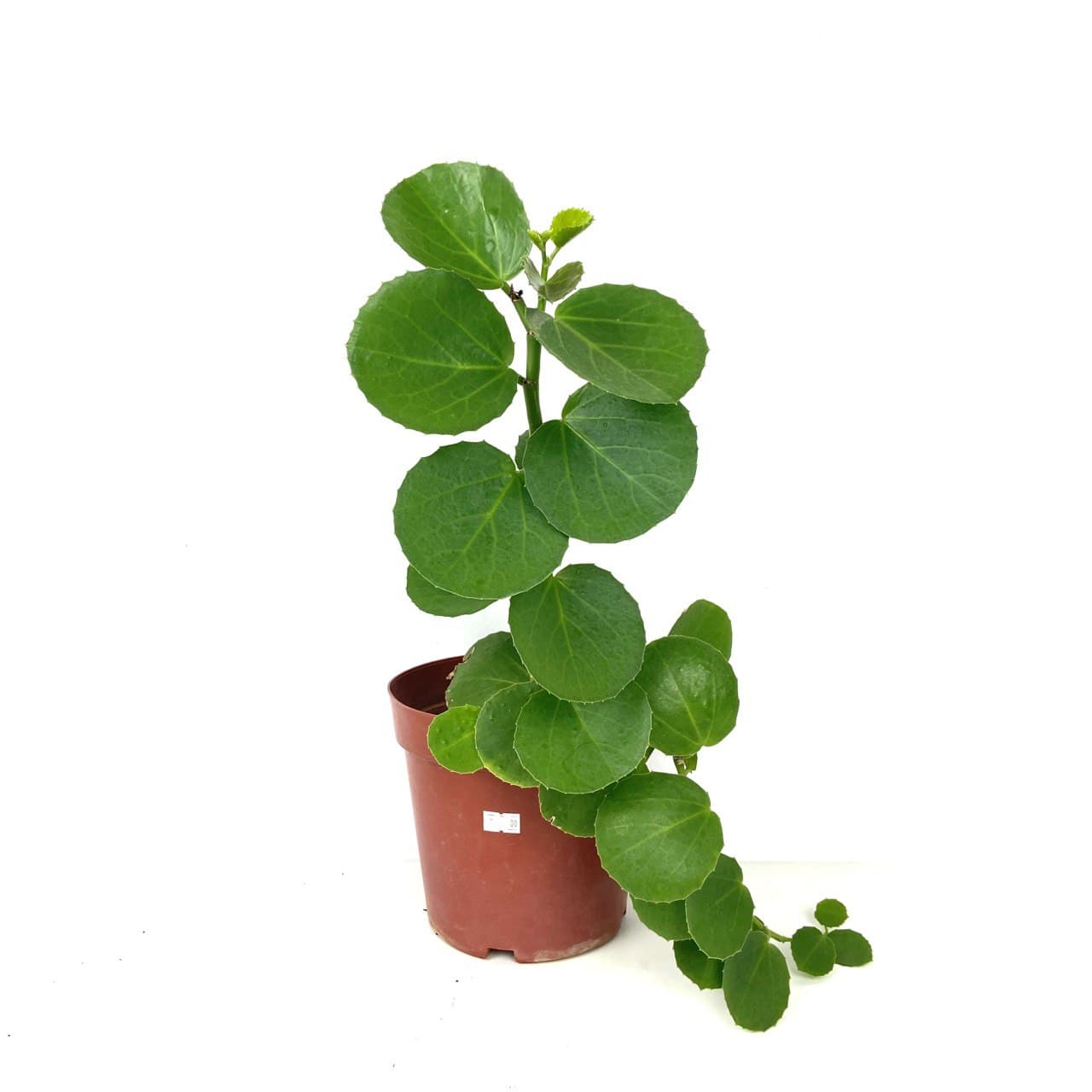 Cissus rotundifolia $15