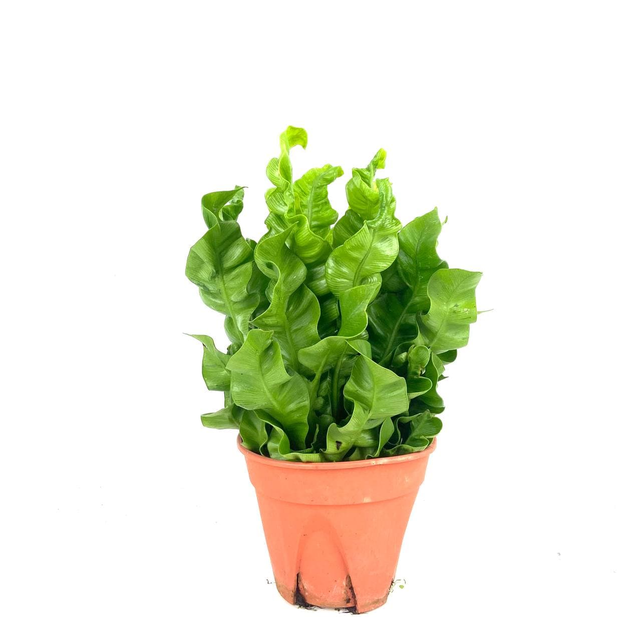 Asplenium Venus $10