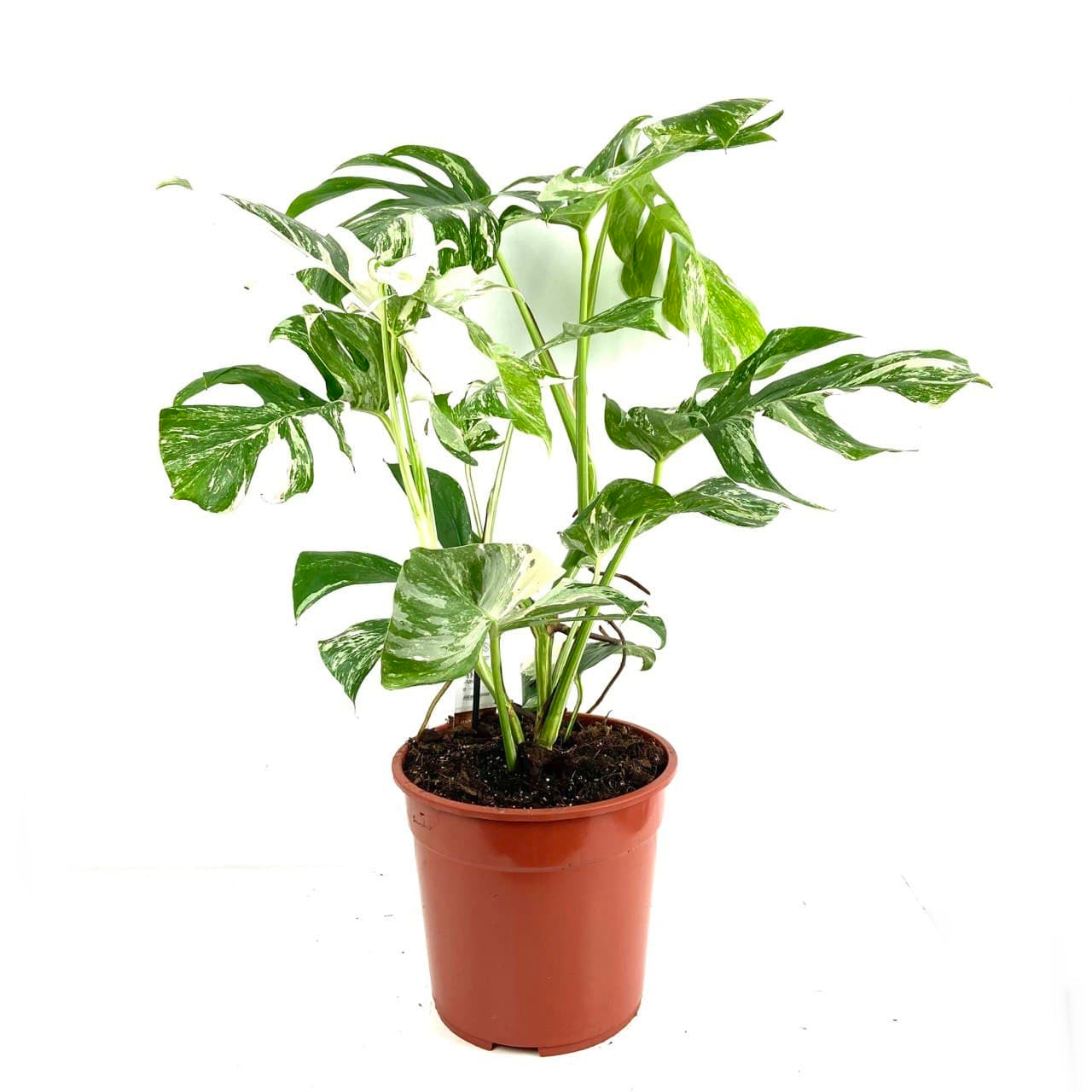 Monstera Deliciosa 'LEGACY' 多く Variegated
