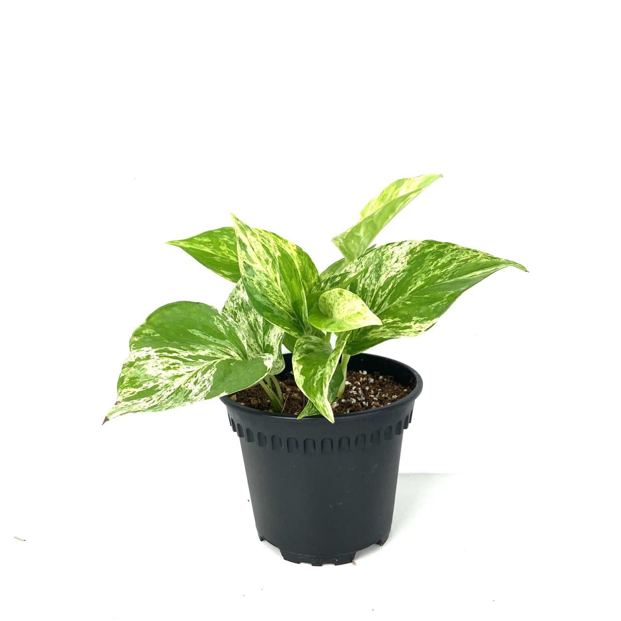 Epipremnum aureum 'Marble Queen' (Money Plant)