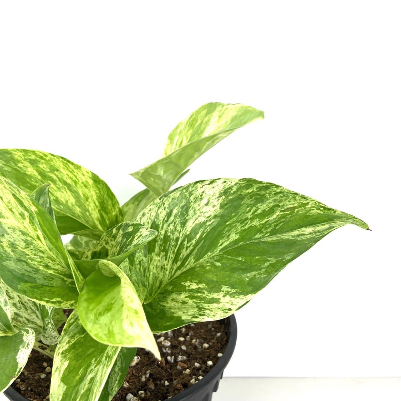 Epipremnum aureum 'Marble Queen' (Money Plant)