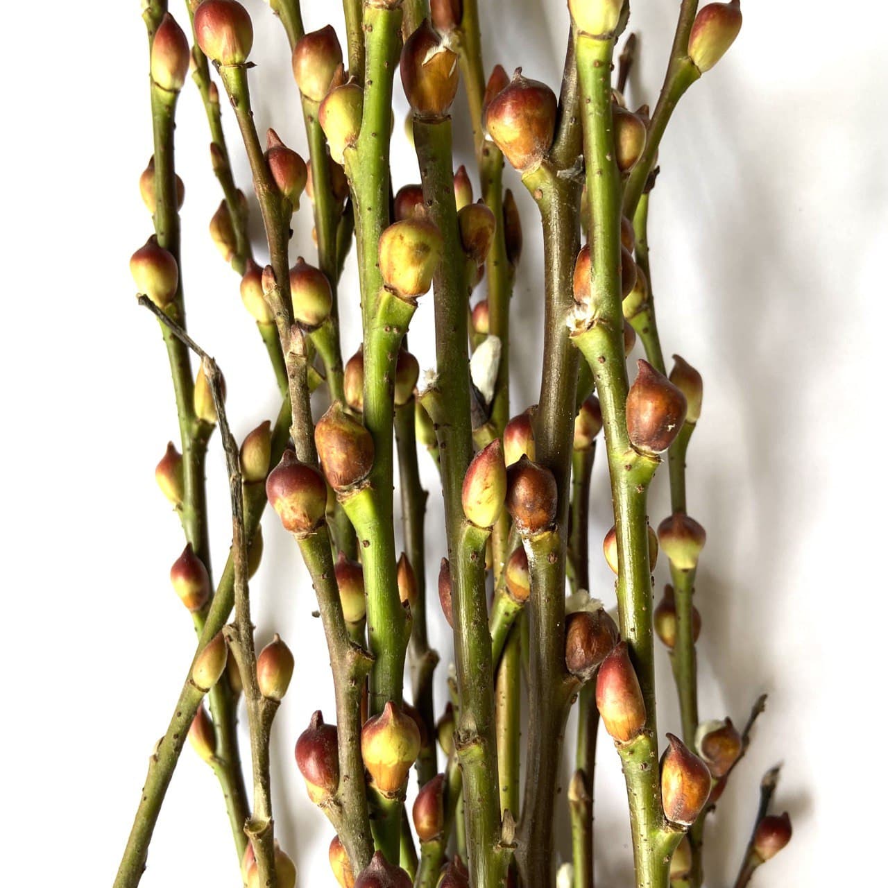 CNY Lion Head Pussy Willow