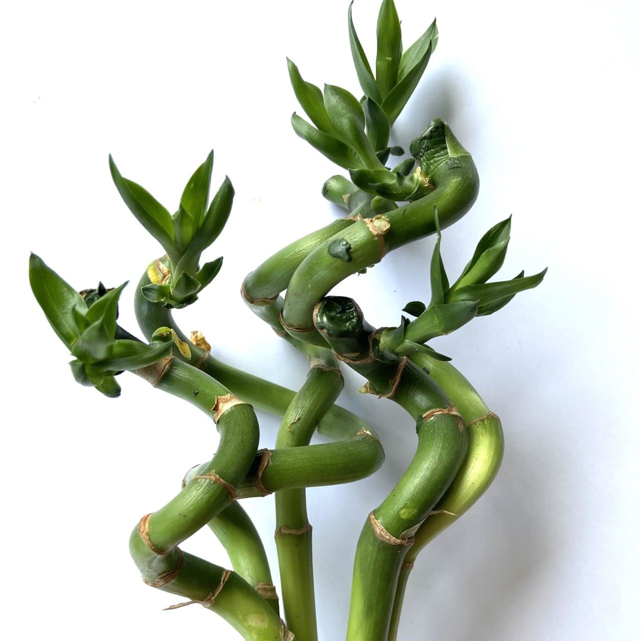 Curly Bamboo (5 Stalks)