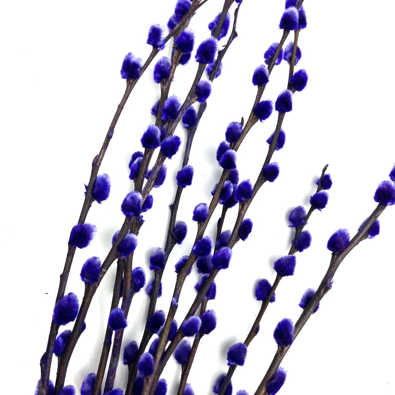Coloured Pussy Willow (2 FT)
