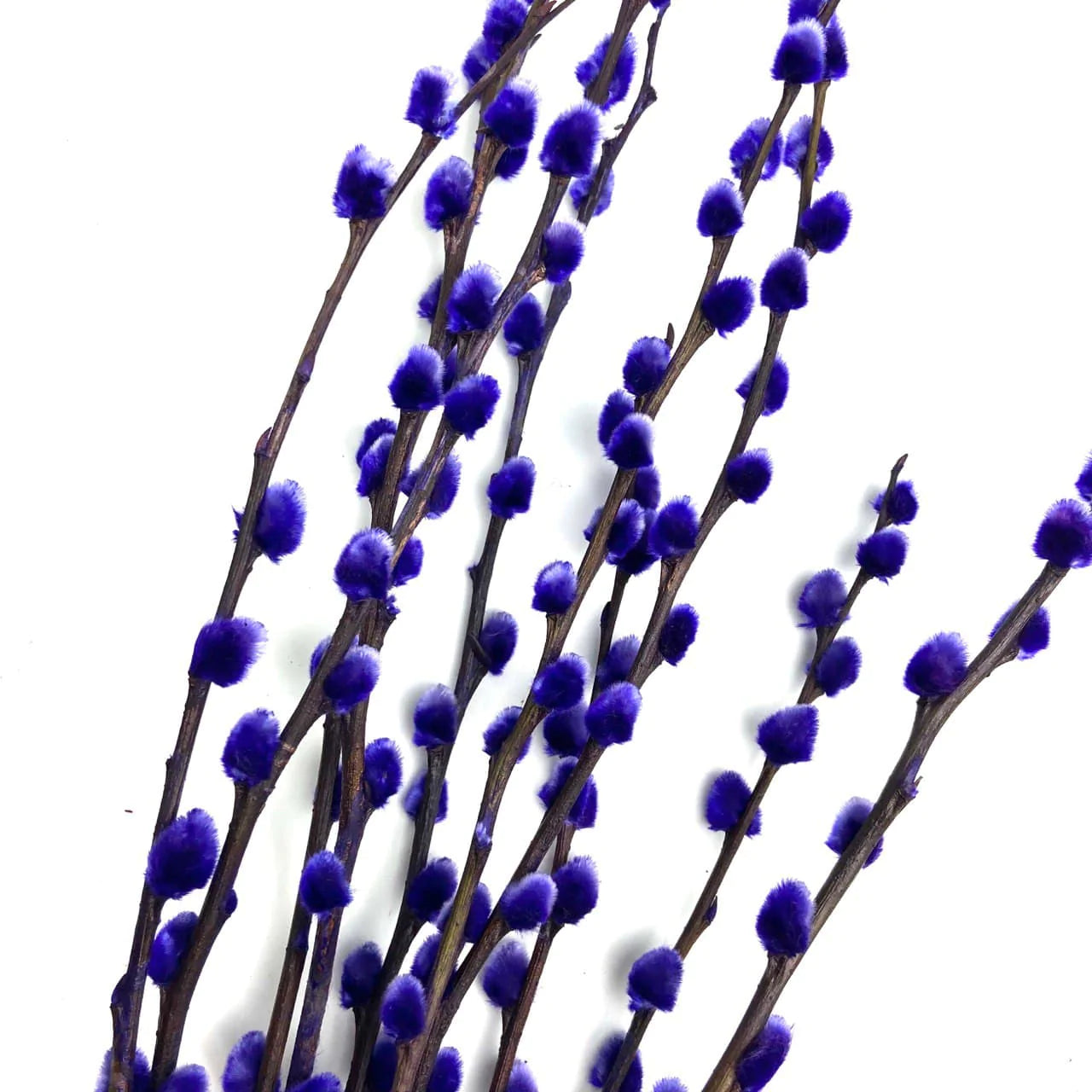Coloured Pussy Willow (5 ft)