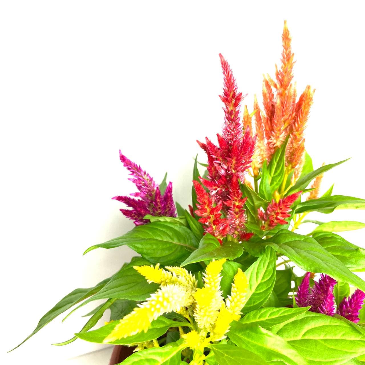 CNY Celosia 3 in 1 (S)