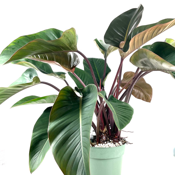 Philodendron 'Red Beauty' $280 (1)