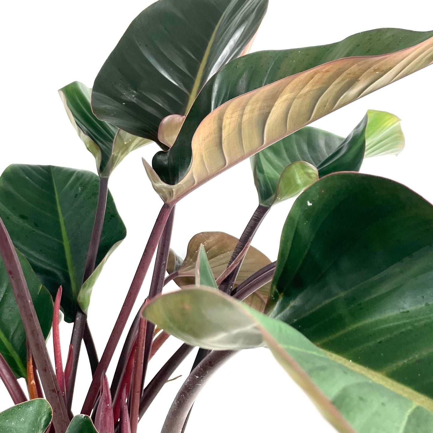 Philodendron 'Red Beauty' $280 (1)