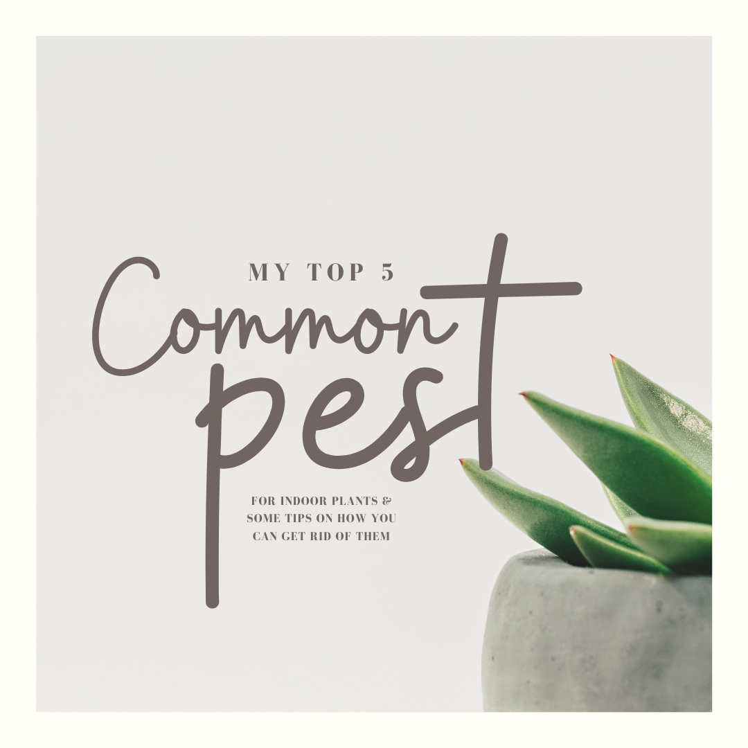 My Top 5 Common Pests for Indoor Plants