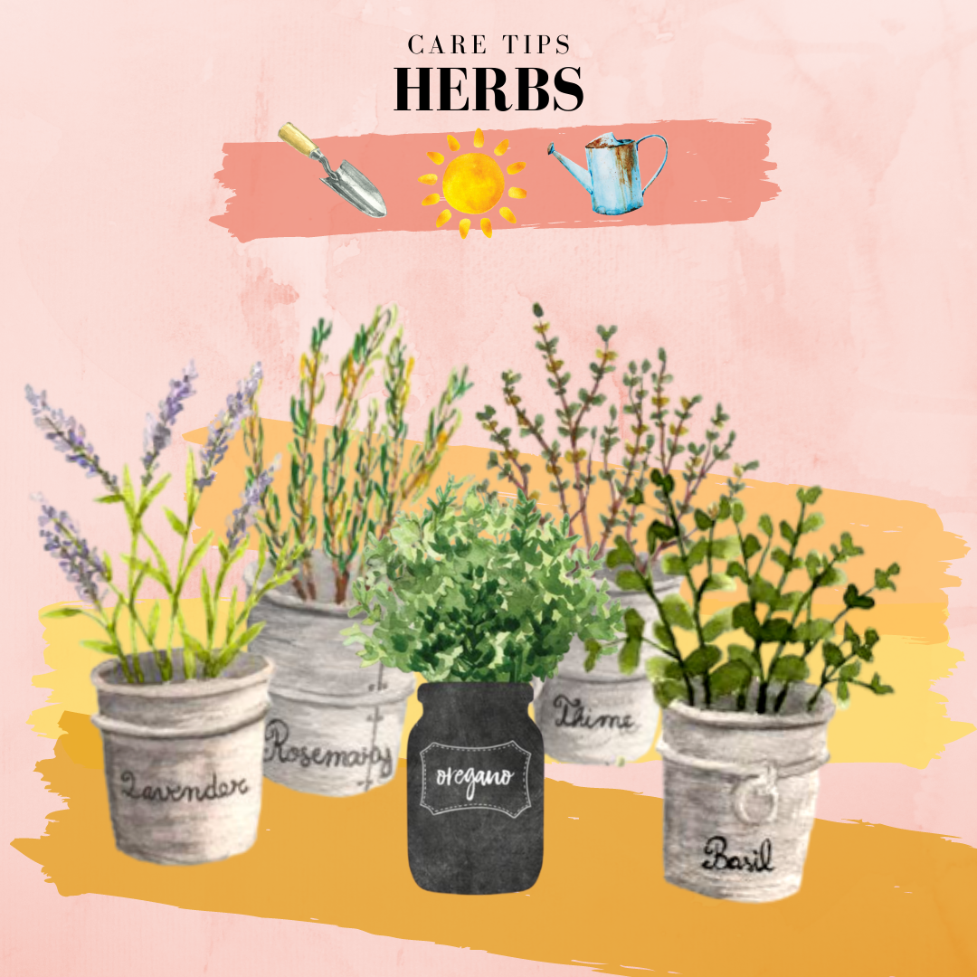 Care Tips for Some of Our Favourite Herbs