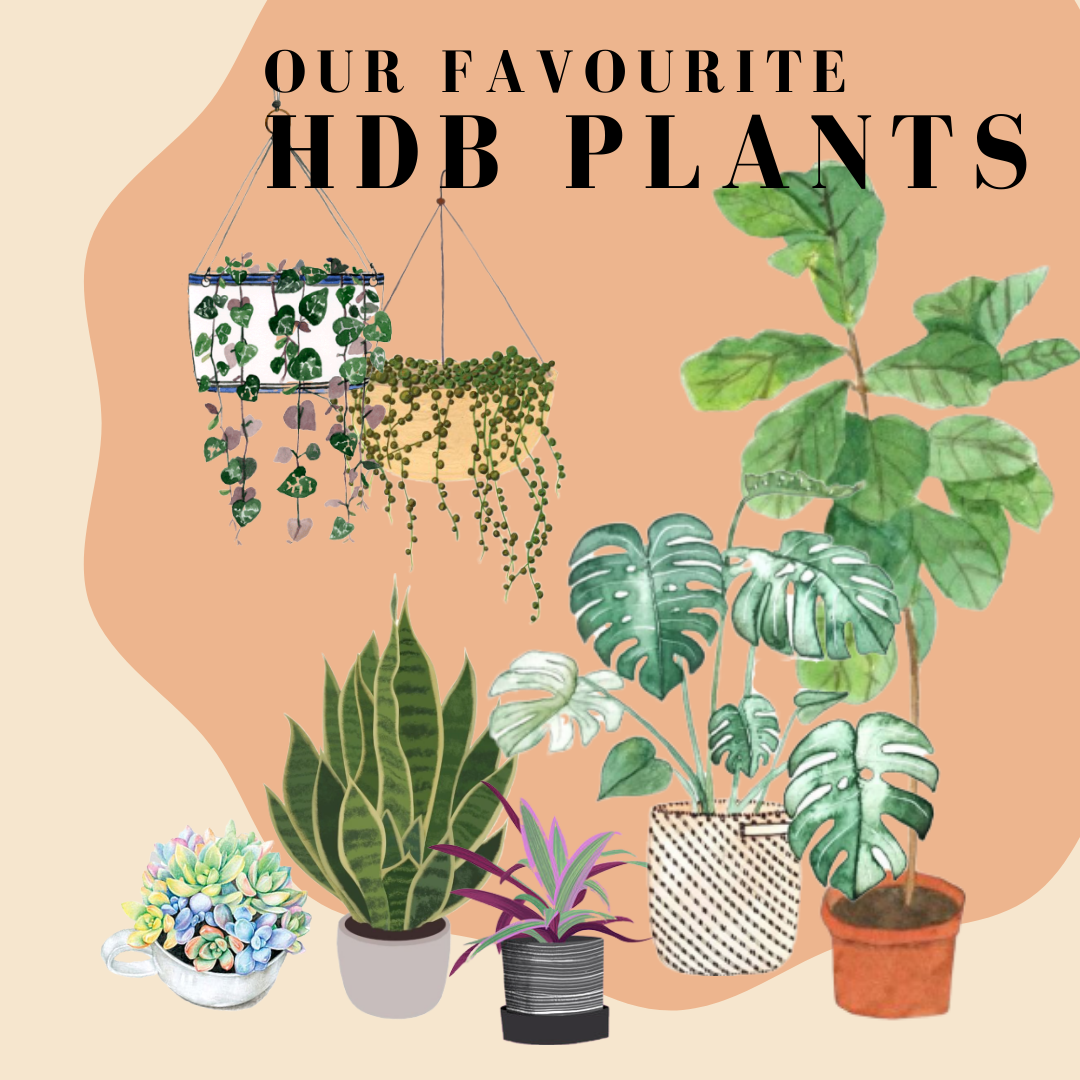 Our Favourite Plants for HDB/Apartment Living