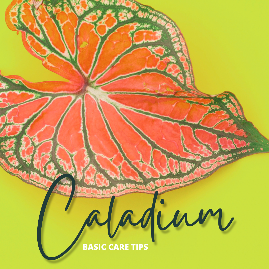 BASIC CARE TIPS: CALADIUM