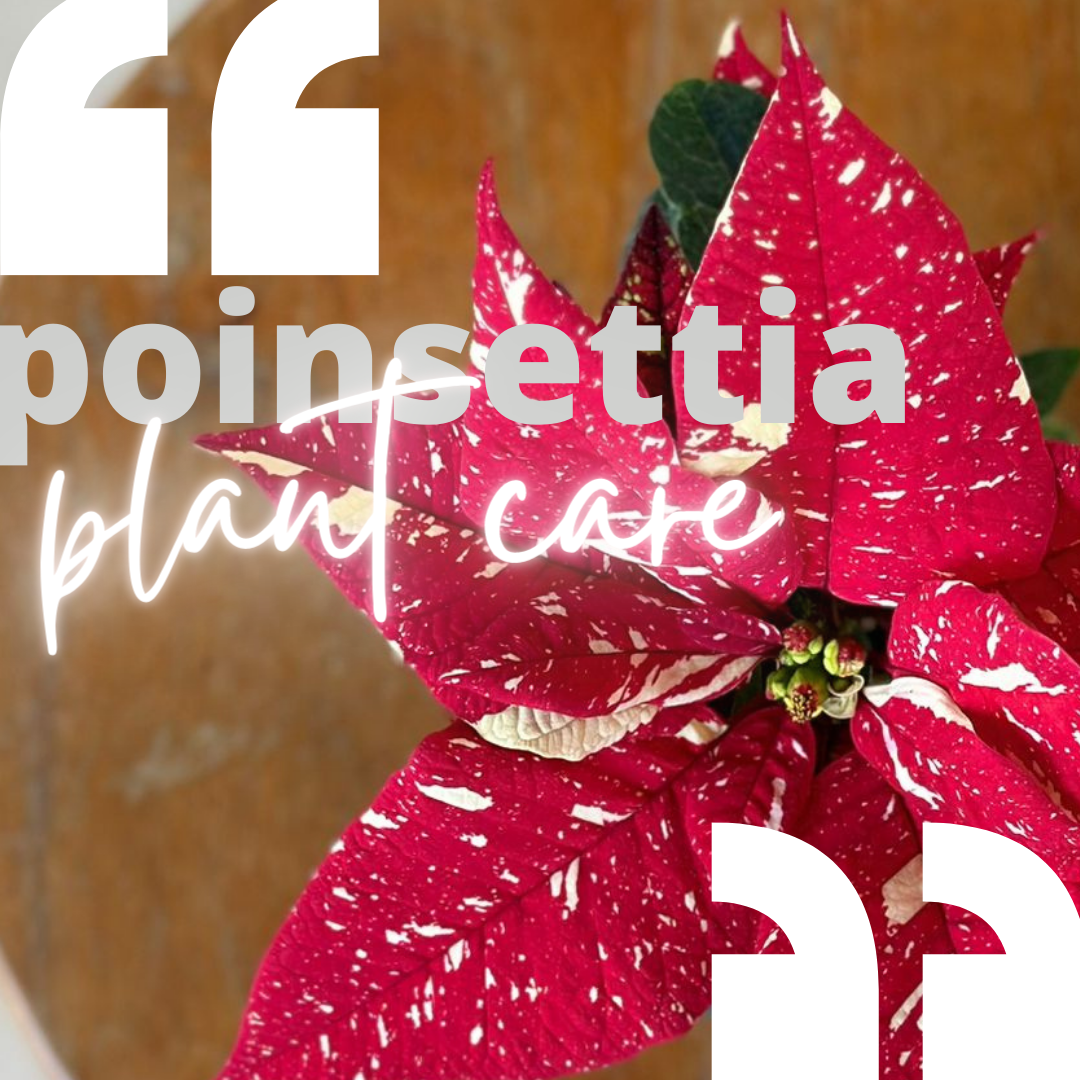 PLANT CARE: 4 THINGS TO KNOW ABOUT THE FESTIVE POINSETTIA