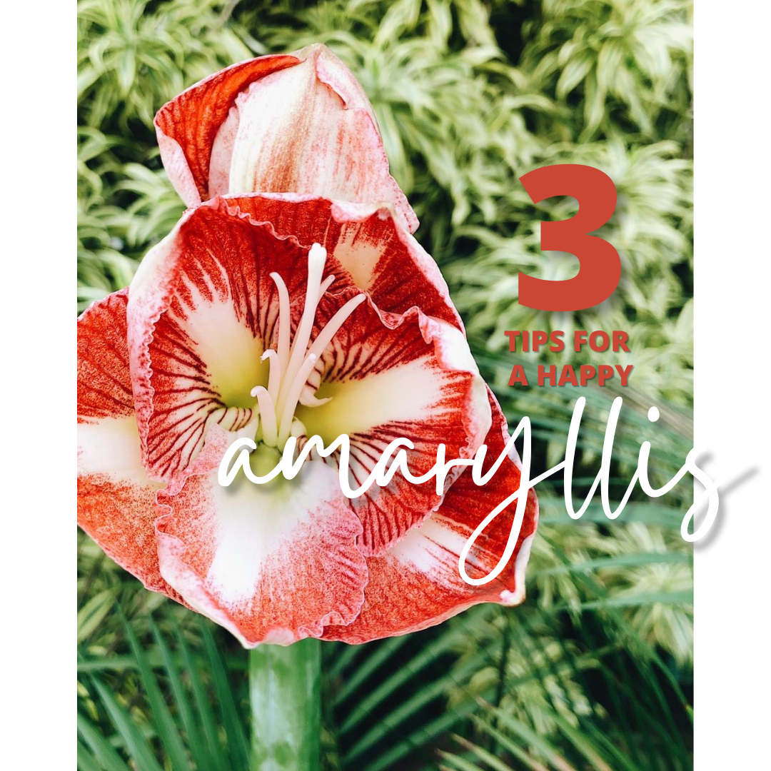 3 TIPS FOR HAPPY AMARYLLIS