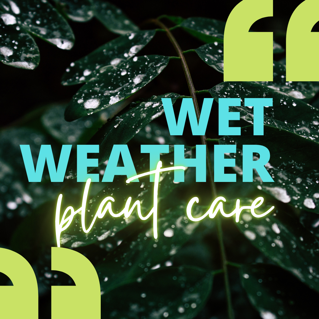 5 SIMPLE TIPS FOR WET WEATHER PLANT CARE