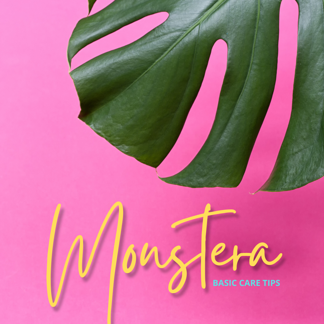 Basic Care Tips: Monstera