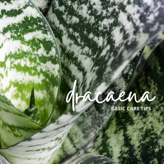 BASIC CARE TIPS: DRACAENA