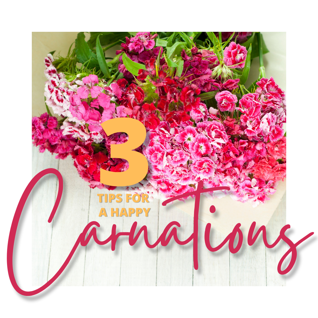 3 TIPS FOR HAPPY CARNATIONS