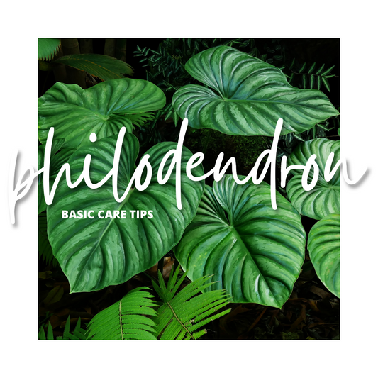 BASIC CARE TIPS: PHILODENDRONS