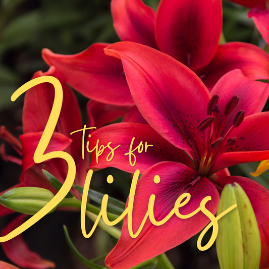 3 TIPS YOU NEED TO KNOW ABOUT LILIES