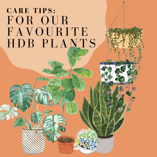 Care tips for our favourite HDB plants