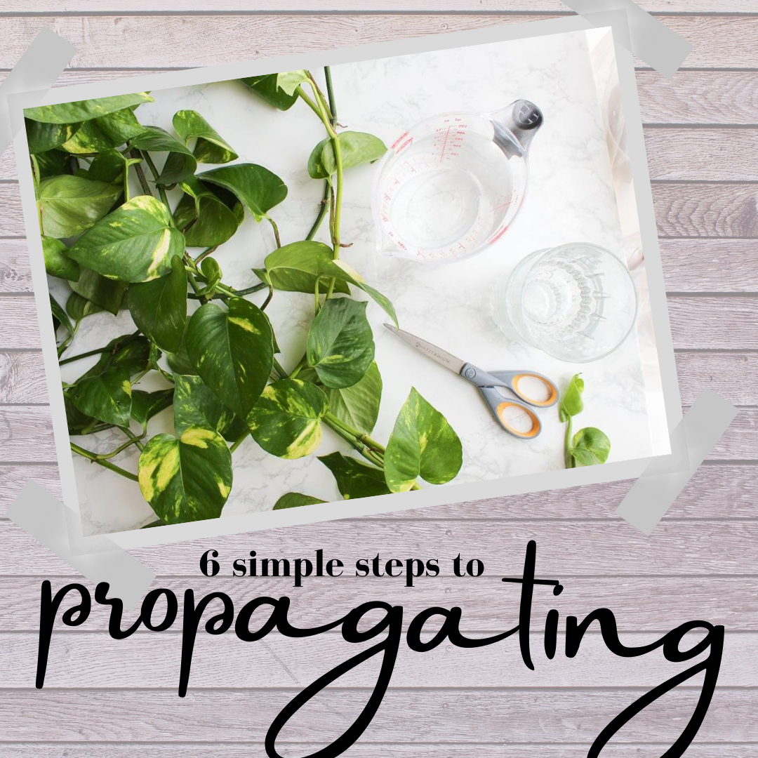 6 Simple Steps to Propogating