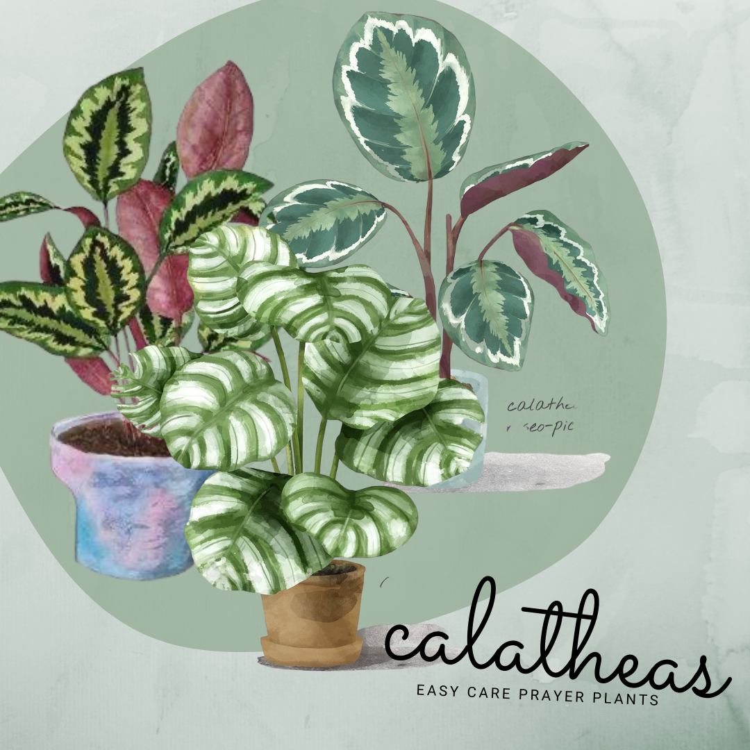 Calatheas, The Easy Peasy Prayer Plant