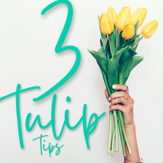 Our 3 Top Tips for Tulips!