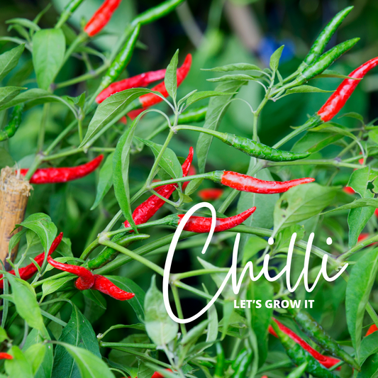 LET’S GROW IT: CHILLIS!