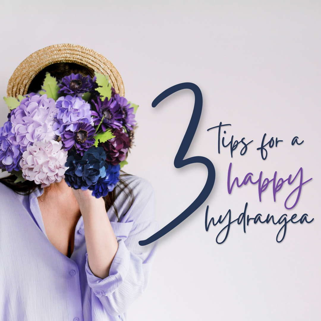 Happy Hydrangea 3 TIPS FOR HAPPY HYDRANGEAS – Lifestyle@SingSeeSoon By Kava Experiences