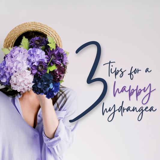 3 TIPS FOR HAPPY HYDRANGEAS