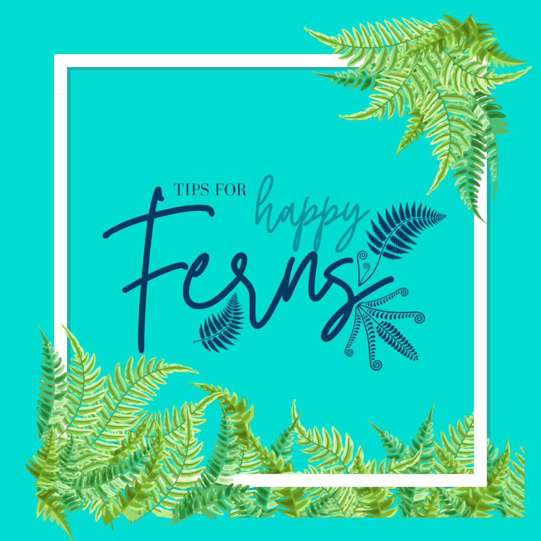 Tips For Happy Ferns