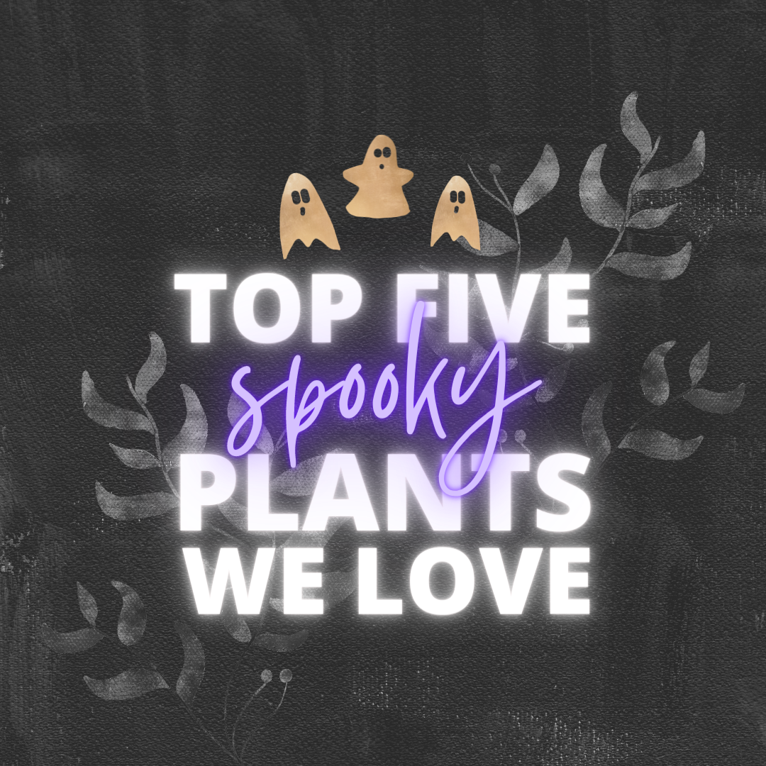 Our Top 5 Spooky Plants