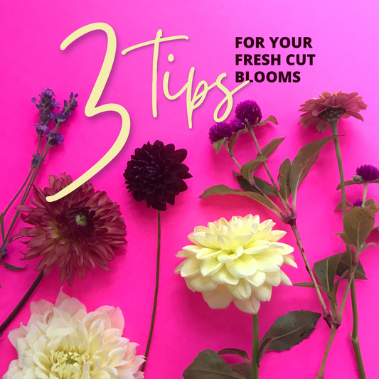 3 Tips For Your Fresh Cut Blooms