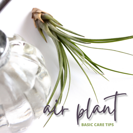 BASIC CARE TIPS: AIR PLANTS (Tillandsia)